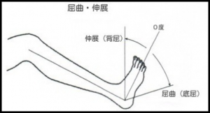 足関節の可動域