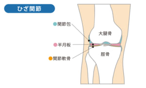 半月板とは？？