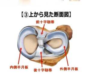 半月板について