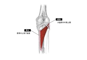 実は重要な膝裏の筋肉～膝窩筋～