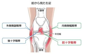 前十字靭帯と変形について